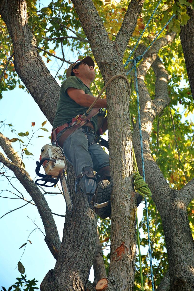 Arborist roped into a tall hardwood, working up through the canopy with a chainsaw on a wooded residential lot