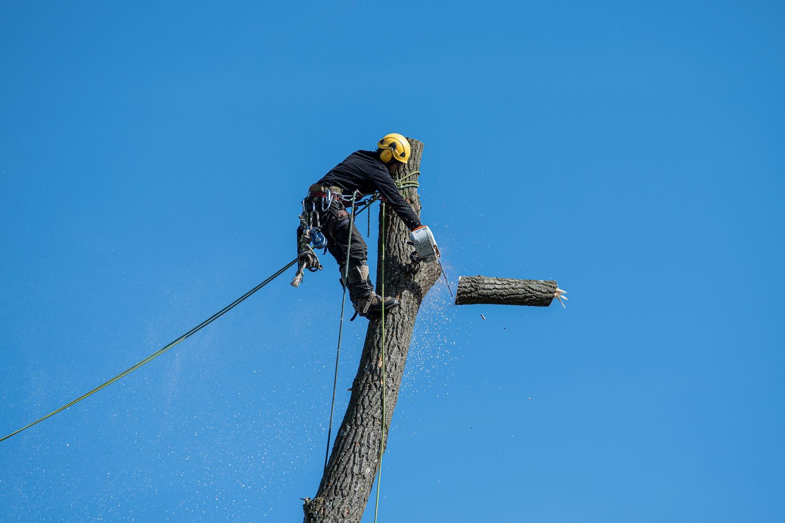 Arborist in a climbing harness at the top of a bare trunk, cutting the last section free with a chainsaw against a clear sky
