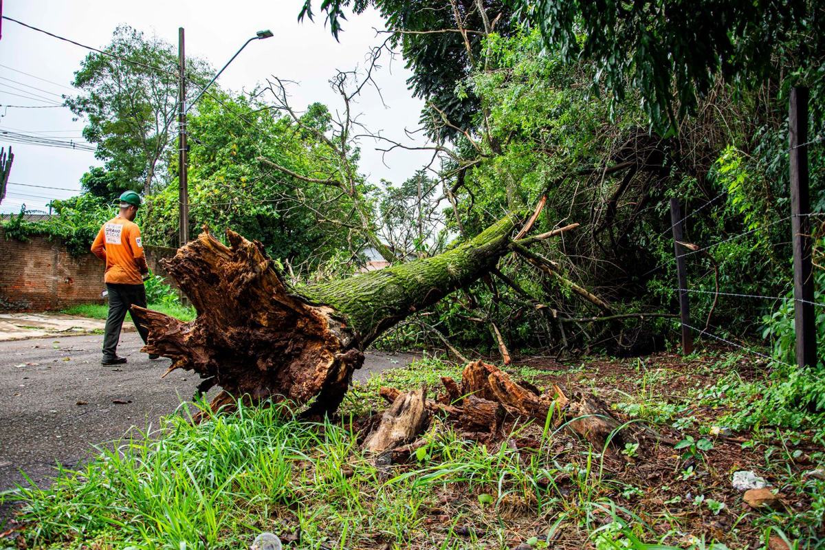 Large tree uprooted by a storm lying across a roadside verge with its root ball exposed while a worker in an orange shirt assesses it