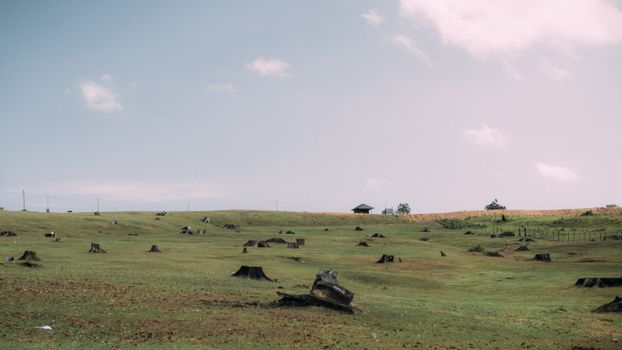 A wide rural landscape with numerous tree stumps, depicting deforestation and open pasture under a bright sky.